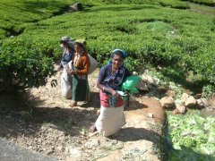 05-Tea pickers